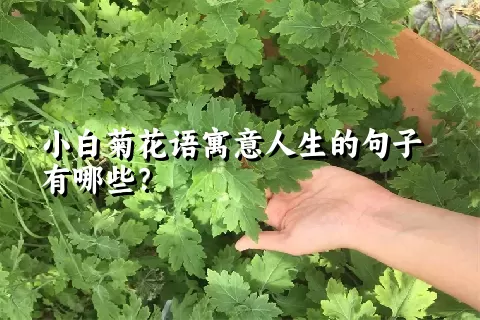 小白菊花语寓意人生的句子有哪些？