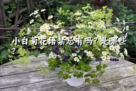 小白菊花语禁忌有吗？是哪些？