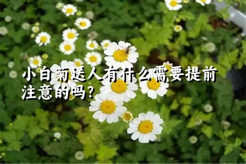 小白菊送人有什么需要提前注意的吗？