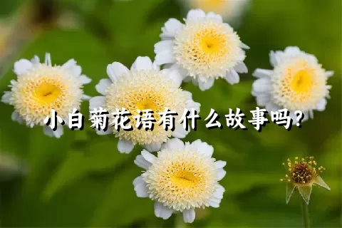 小白菊花语有什么故事吗？