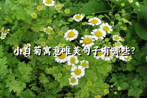 小白菊寓意唯美句子有哪些？