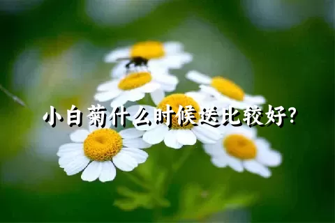 小白菊什么时候送比较好？