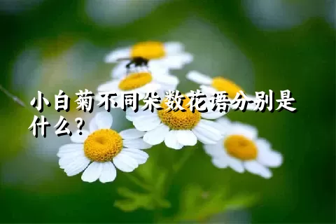 小白菊不同朵数花语分别是什么？