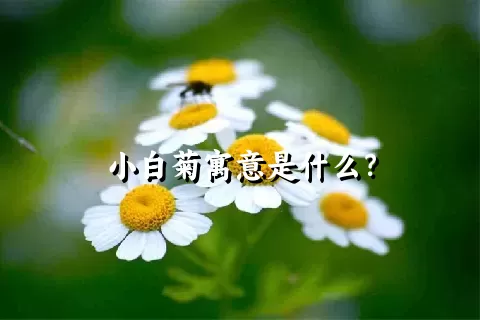 小白菊寓意是什么？