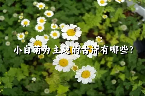 小白菊为主题的古诗有哪些？