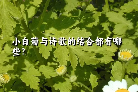 小白菊与诗歌的结合都有哪些？