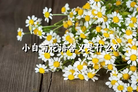 小白菊花语含义是什么？