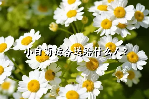 小白菊适合送给什么人？