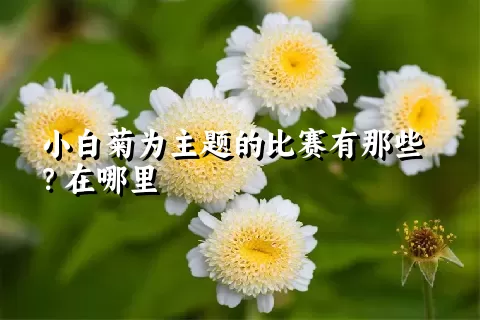 小白菊为主题的比赛有那些？在哪里