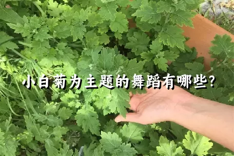 小白菊为主题的舞蹈有哪些？