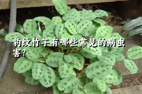 豹纹竹芋有哪些常见的病虫害？