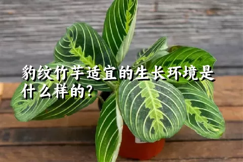 豹纹竹芋适宜的生长环境是什么样的？