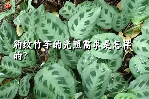 豹纹竹芋的光照需求是怎样的？