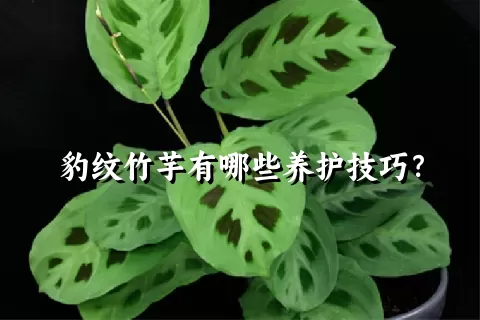 豹纹竹芋有哪些养护技巧？