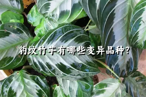 豹纹竹芋有哪些变异品种？