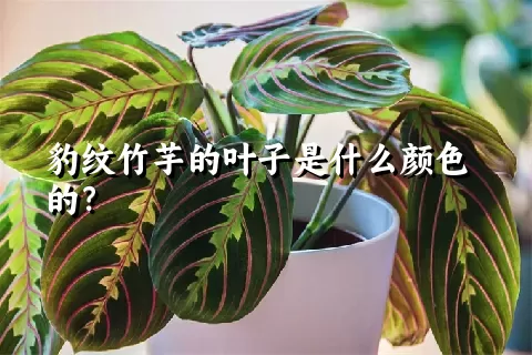 豹纹竹芋的叶子是什么颜色的？