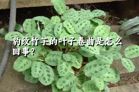 豹纹竹芋的叶子卷曲是怎么回事？