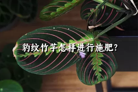 豹纹竹芋怎样进行施肥？