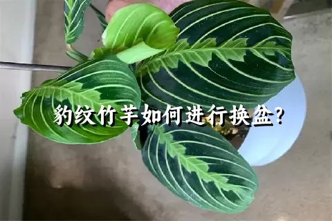 豹纹竹芋如何进行换盆？