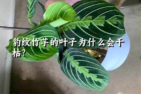 豹纹竹芋的叶子为什么会干枯？