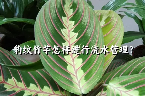 豹纹竹芋怎样进行浇水管理？