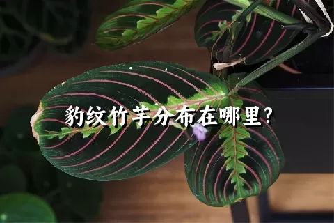 豹纹竹芋分布在哪里?