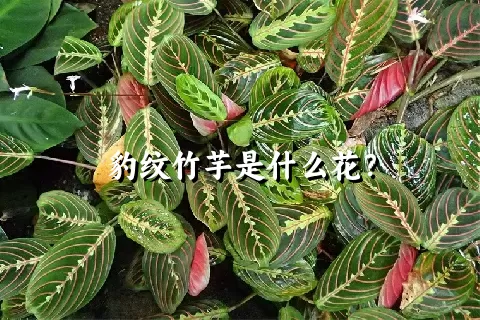 豹纹竹芋是什么花？