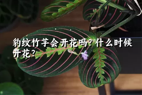 豹纹竹芋会开花吗？什么时候开花？