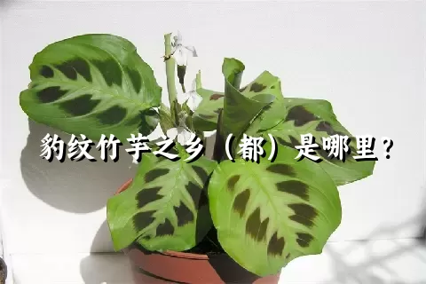 豹纹竹芋之乡（都）是哪里？