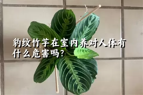 豹纹竹芋在室内养对人体有什么危害吗？