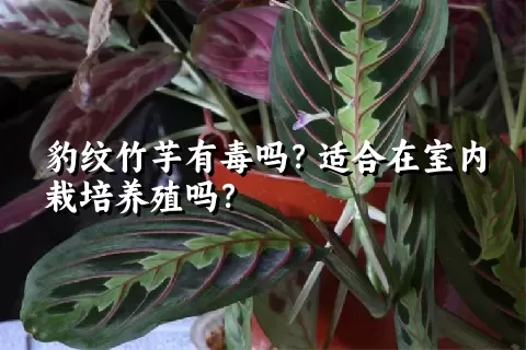 豹纹竹芋有毒吗？适合在室内栽培养殖吗？