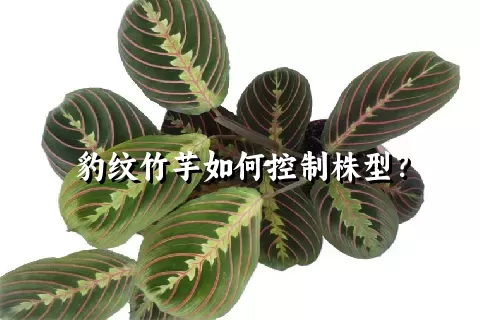 豹纹竹芋如何控制株型？