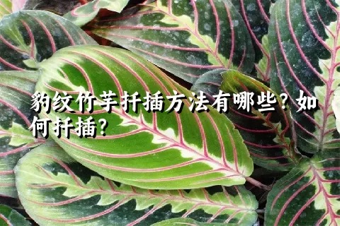 豹纹竹芋扦插方法有哪些？如何扦插？