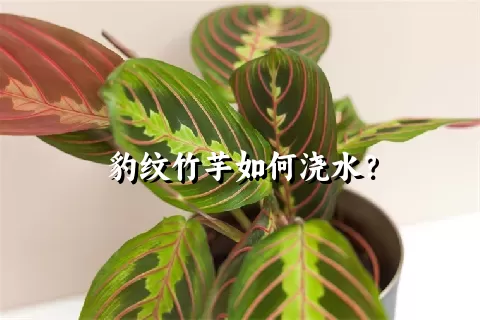 豹纹竹芋如何浇水？