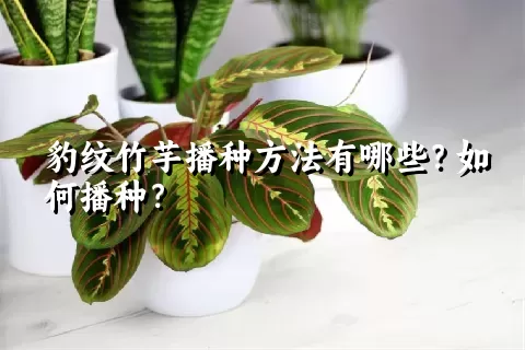 豹纹竹芋播种方法有哪些？如何播种？