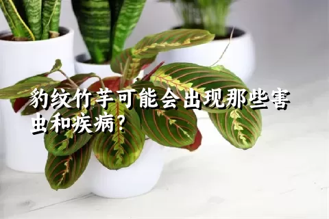 豹纹竹芋可能会出现那些害虫和疾病？