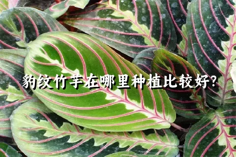 豹纹竹芋在哪里种植比较好？