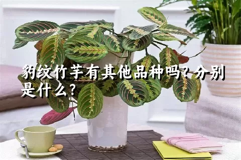 豹纹竹芋有其他品种吗？分别是什么？