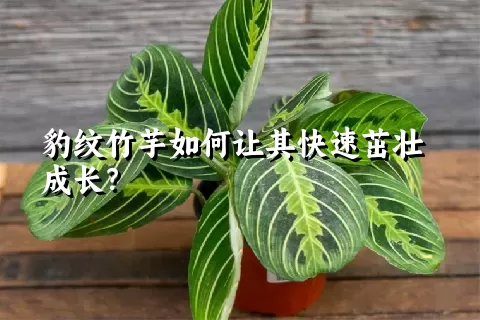 豹纹竹芋如何让其快速茁壮成长？