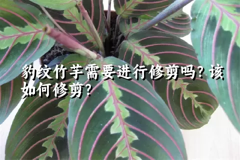 豹纹竹芋需要进行修剪吗？该如何修剪？