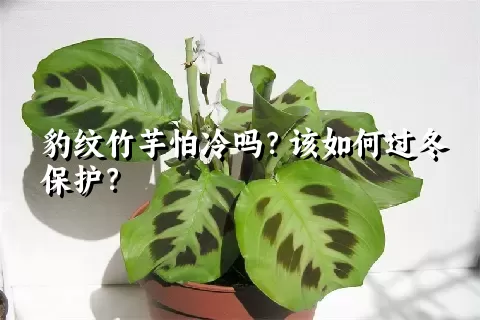 豹纹竹芋怕冷吗？该如何过冬保护？