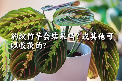 豹纹竹芋会结果吗？或其他可以收获的？