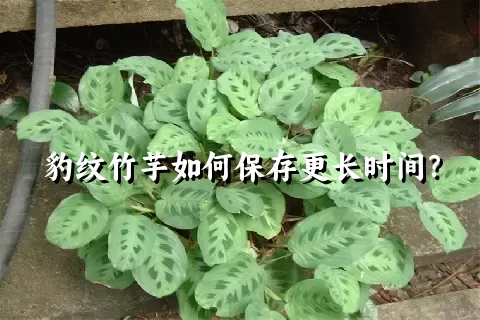 豹纹竹芋如何保存更长时间？