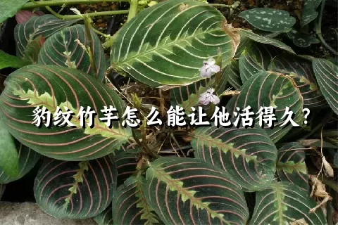 豹纹竹芋怎么能让他活得久？