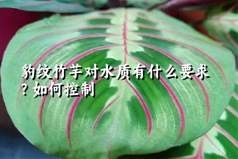 豹纹竹芋对水质有什么要求？如何控制