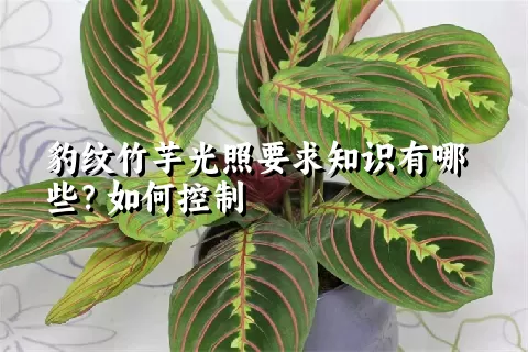 豹纹竹芋光照要求知识有哪些？如何控制