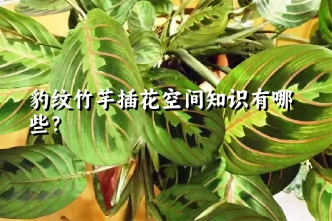 豹纹竹芋插花空间知识有哪些？