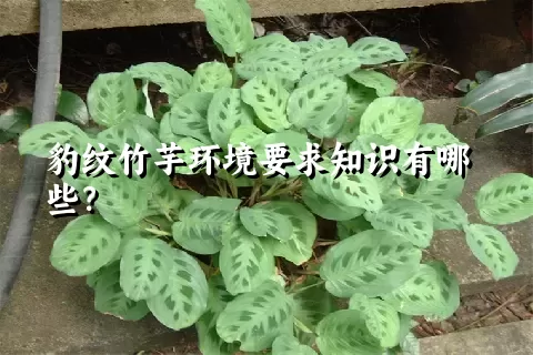 豹纹竹芋环境要求知识有哪些？