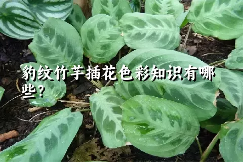 豹纹竹芋插花色彩知识有哪些？