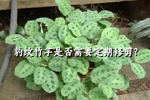 豹纹竹芋是否需要定期修剪？